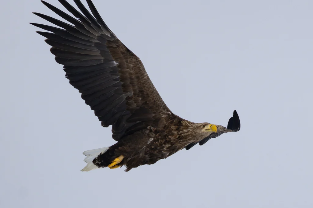White-tailed Eagle (Haliaeetus albicilla) — photo 3 of 4