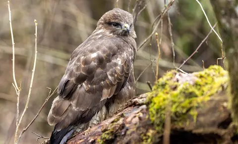 Common Buzzard (Buteo buteo) — photo 3 of 5