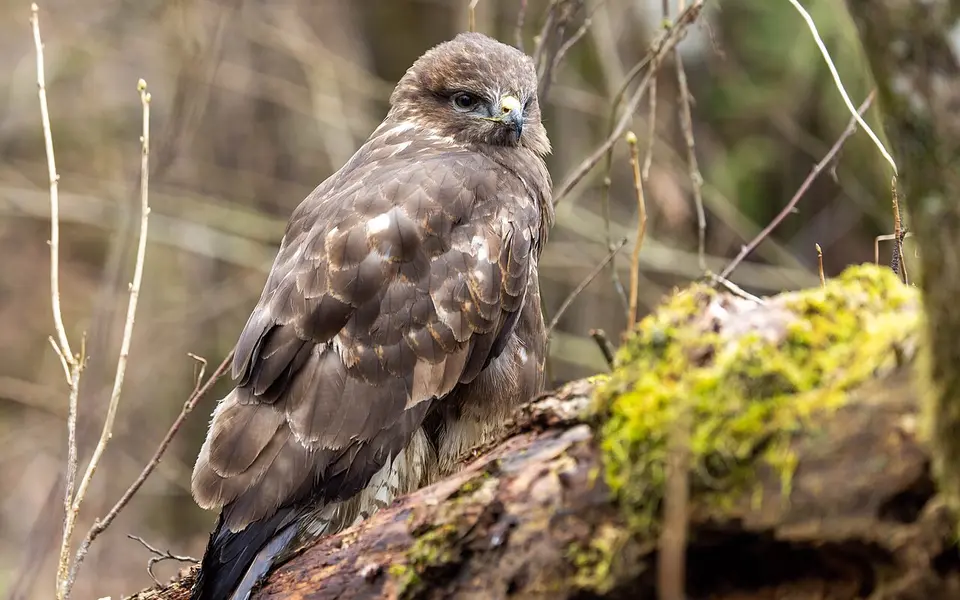Common Buzzard (Buteo buteo) — photo 3 of 5