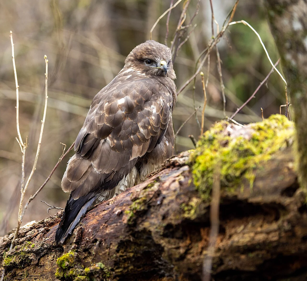Common Buzzard