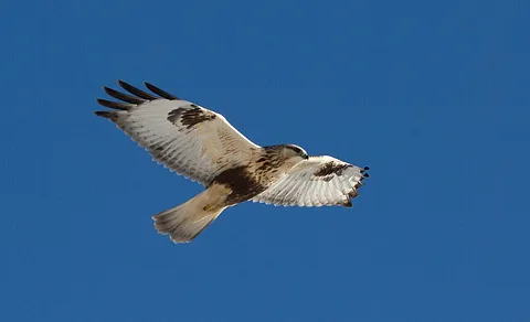 Rough-legged Hawk