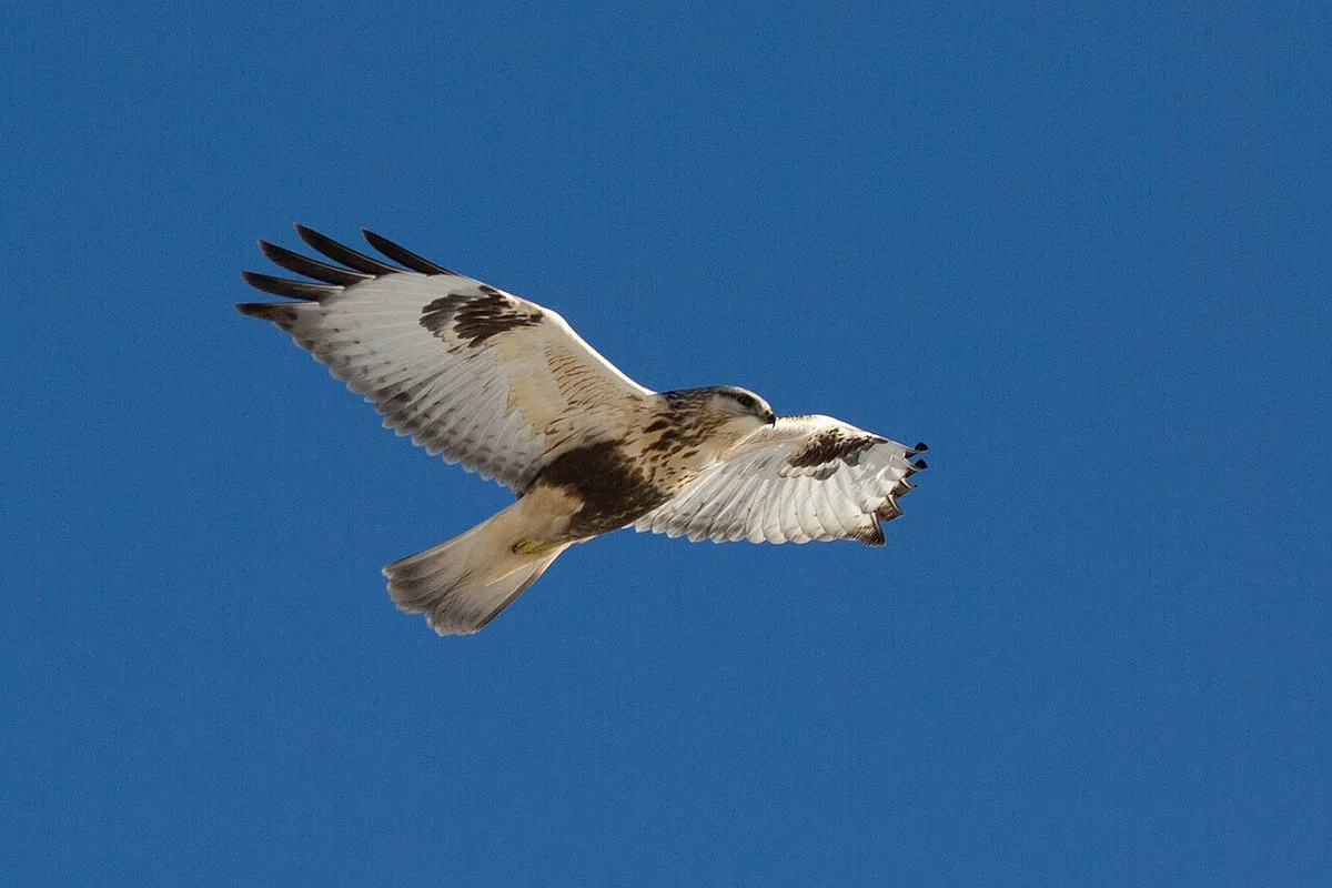 Rough-legged Hawk
