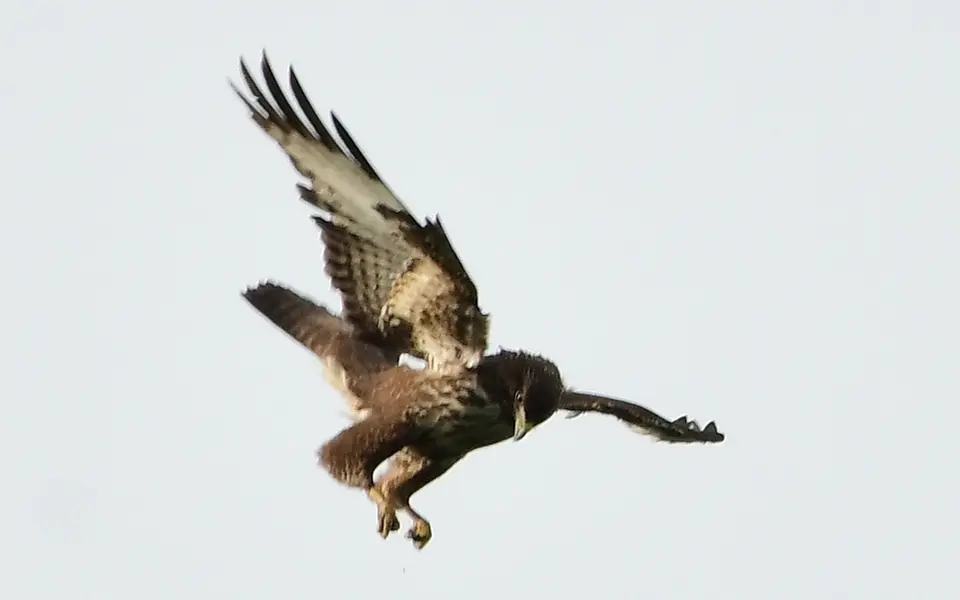 Common Buzzard (Buteo buteo) — photo 2 of 5