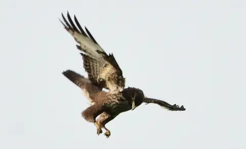 Common Buzzard (Buteo buteo) — photo 2 of 5