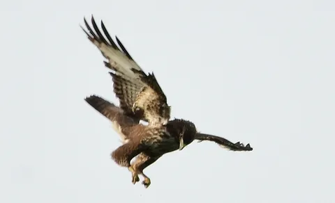 Common Buzzard