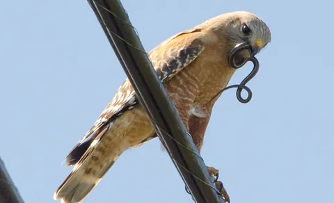 Common Buzzard