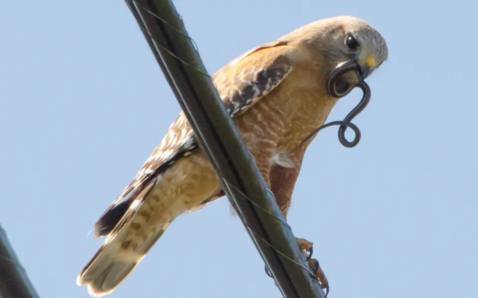 Common Buzzard (Buteo buteo) — photo 4 of 5