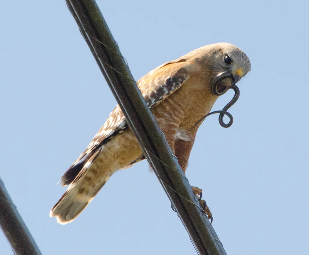 Common Buzzard