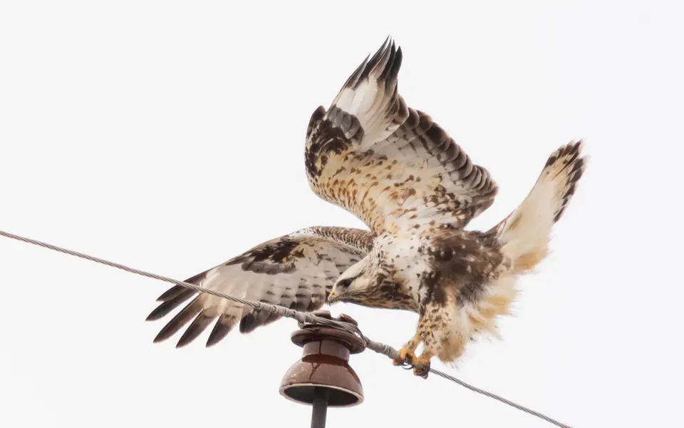 Rough-legged Hawk (Buteo lagopus) — photo 4 of 4