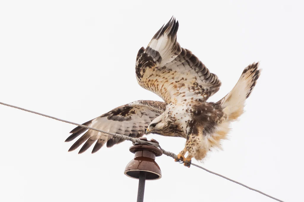 Rough-legged Hawk
