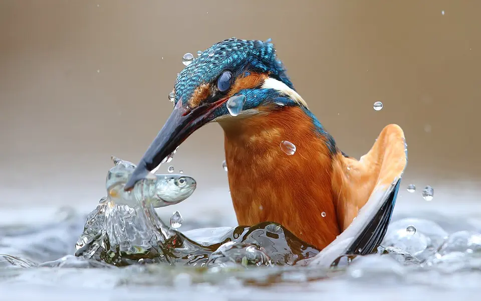 Common Kingfisher (Alcedo atthis) — photo 4 of 5
