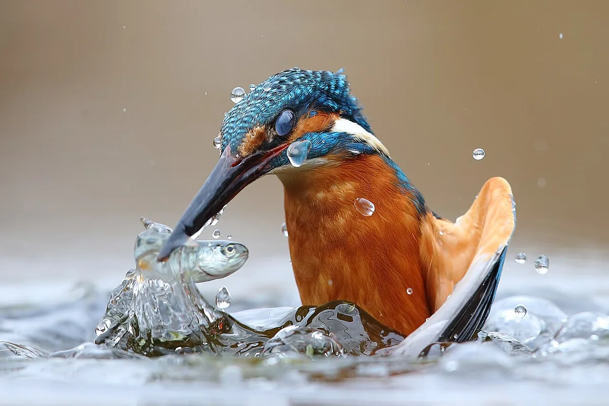 Common Kingfisher