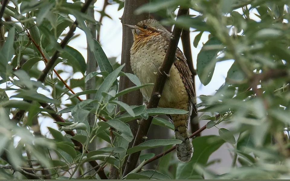 Eurasian Wryneck (Jynx torquilla) — photo 2 of 5
