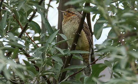 Eurasian Wryneck (Jynx torquilla) — photo 2 of 5