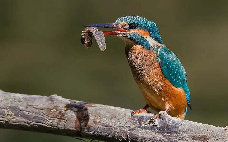 Common Kingfisher (Alcedo atthis) — photo 5 of 5