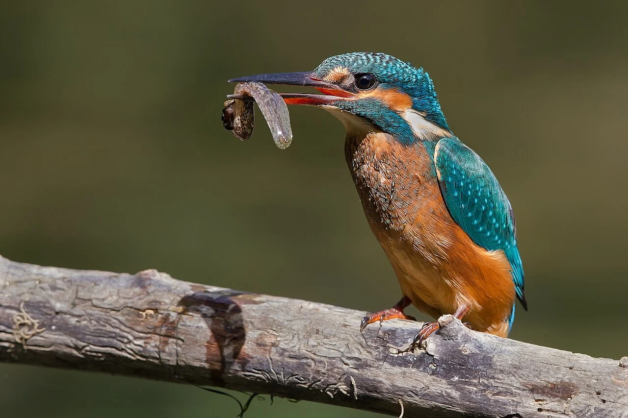 Common Kingfisher