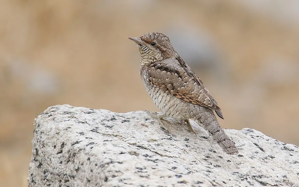Eurasian Wryneck (Jynx torquilla) — photo 3 of 5