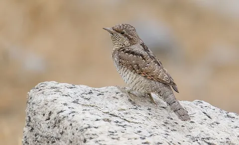 Eurasian Wryneck (Jynx torquilla) — photo 3 of 5
