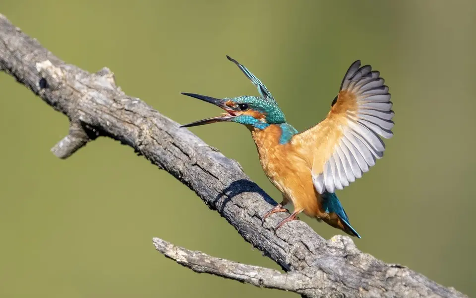 Common Kingfisher (Alcedo atthis) — photo 3 of 5