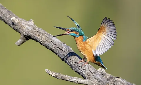 Common Kingfisher