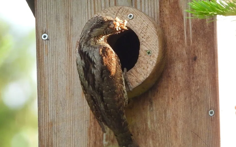 Eurasian Wryneck (Jynx torquilla) — photo 5 of 5