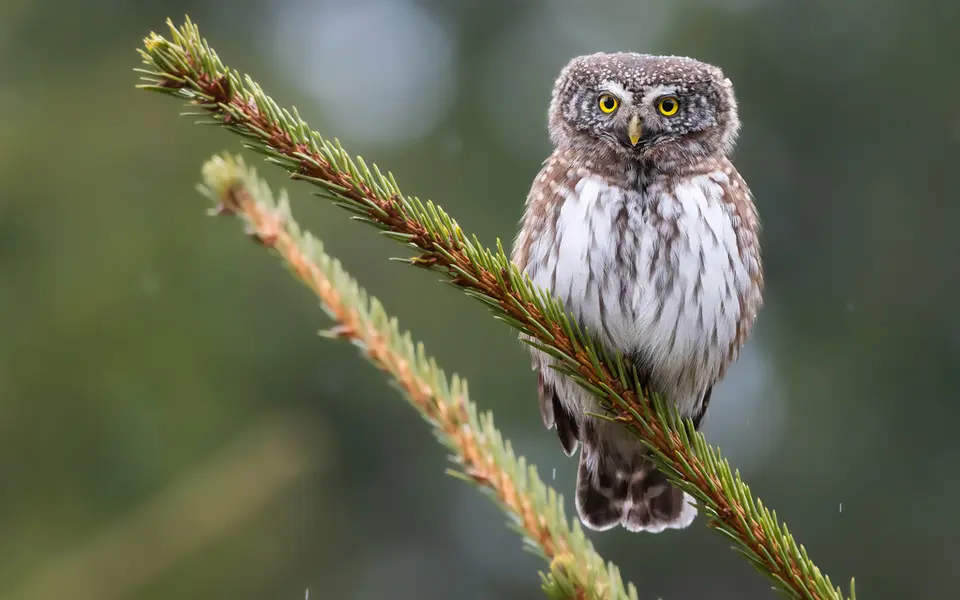 Eurasian Pygmy-Owl (Glaucidium passerinum) — photo 2 of 3