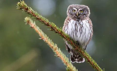 Eurasian Pygmy-Owl
