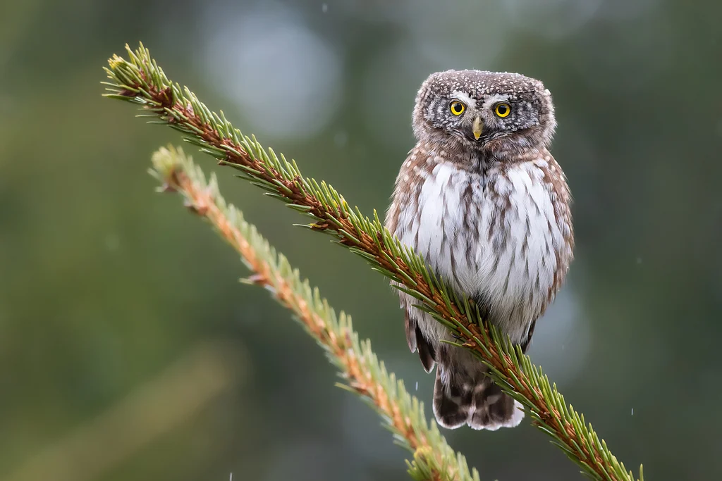 Eurasian Pygmy-Owl