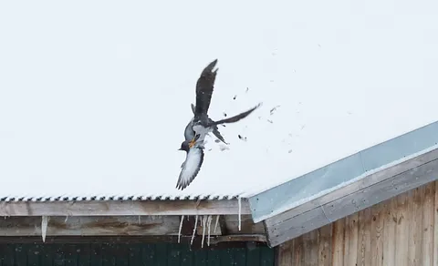 Eurasian Goshawk (Astur gentilis) — photo 3 of 4