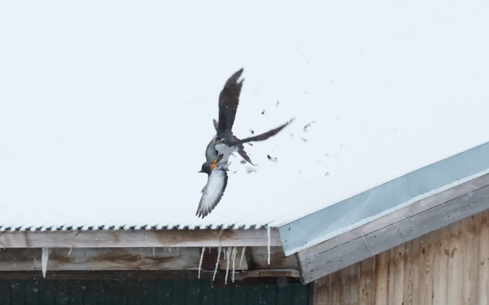 Eurasian Goshawk (Astur gentilis) — photo 3 of 4
