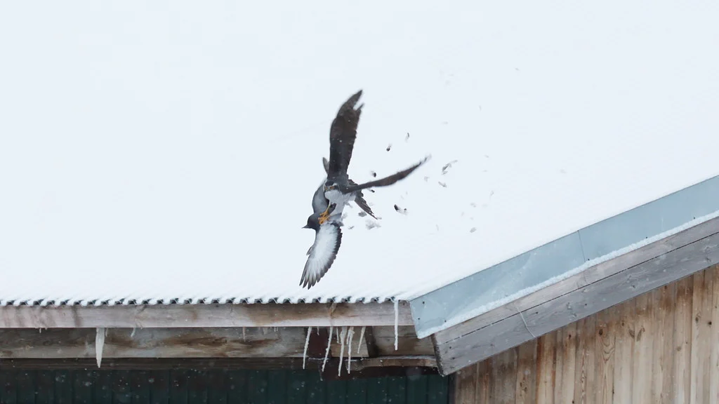 Eurasian Goshawk (Astur gentilis) — photo 3 of 4