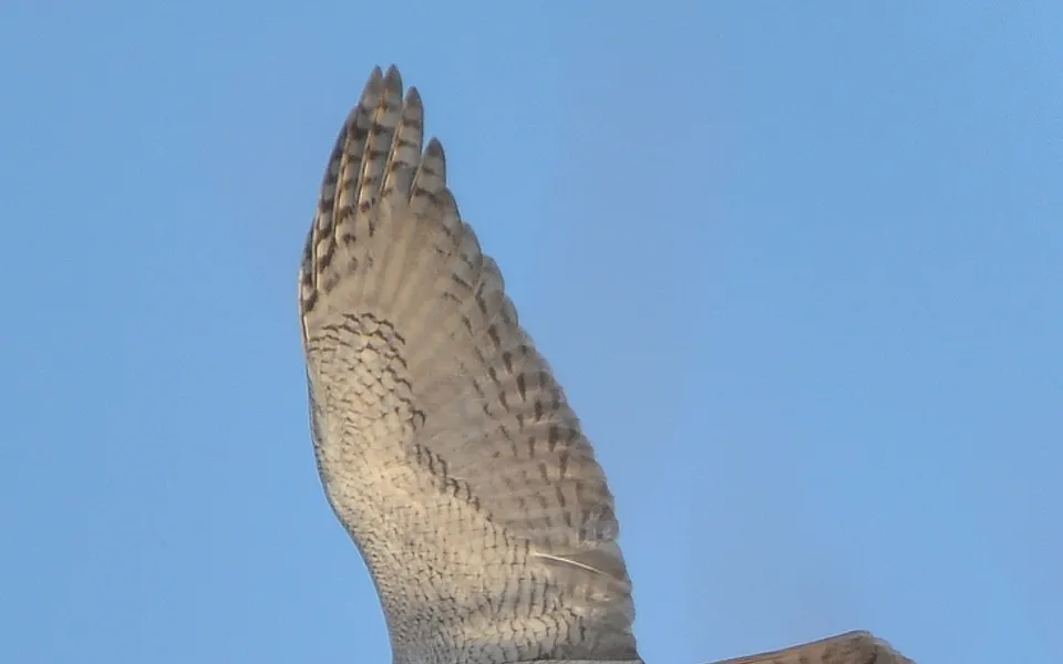 Eurasian Goshawk (Astur gentilis) — photo 4 of 4