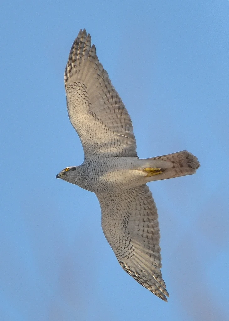 Eurasian Goshawk (Astur gentilis) — photo 4 of 4