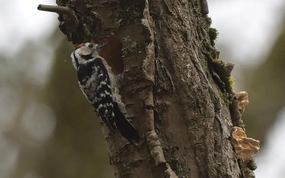 Lesser Spotted Woodpecker (Dryobates minor) — photo 2 of 4