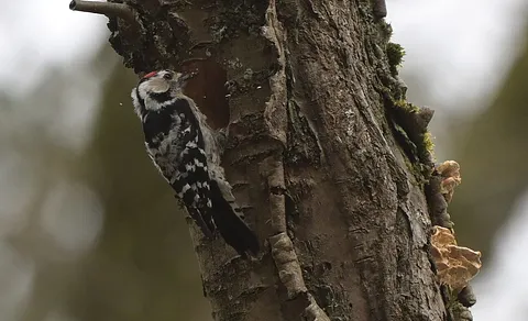Lesser Spotted Woodpecker (Dryobates minor) — photo 2 of 4