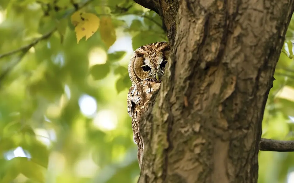 Tawny Owl (Strix aluco) — photo 2 of 3