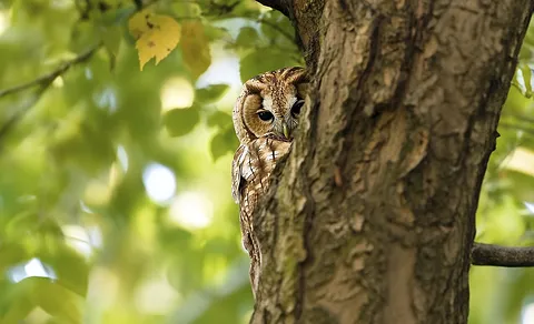 Tawny Owl