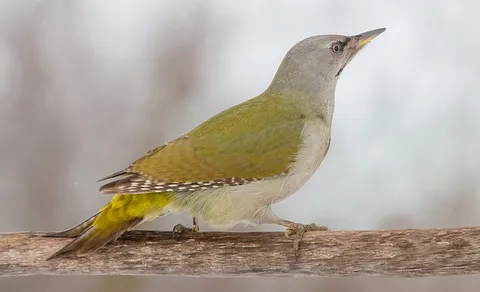 Gray-headed Woodpecker (Picus canus) — photo 2 of 5