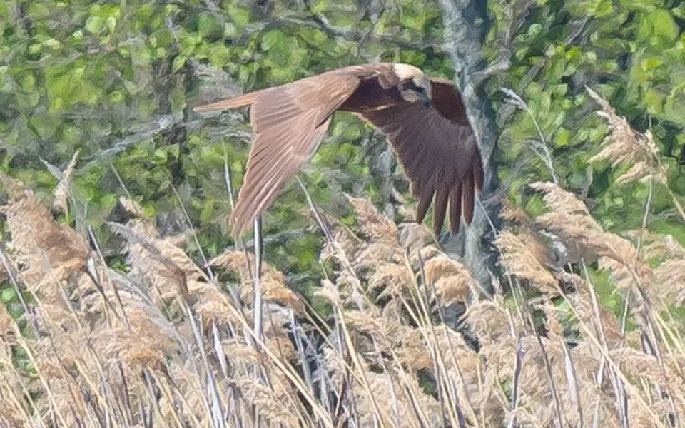 Western Marsh Harrier (Circus aeruginosus) — photo 3 of 5