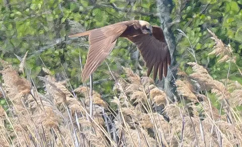 Western Marsh Harrier (Circus aeruginosus) — photo 3 of 5