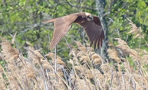 Western Marsh Harrier