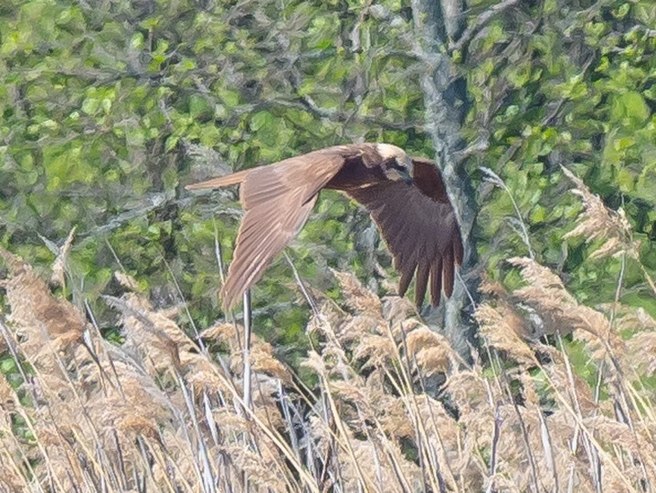 Western Marsh Harrier