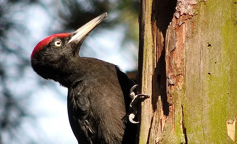 Black Woodpecker