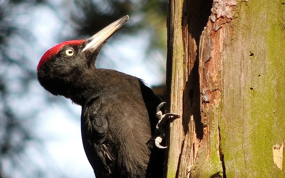 Black Woodpecker (Dryocopus martius) — photo 2 of 3