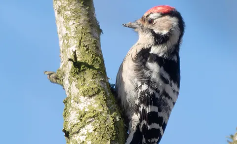 Lesser Spotted Woodpecker (Dryobates minor) — photo 3 of 4