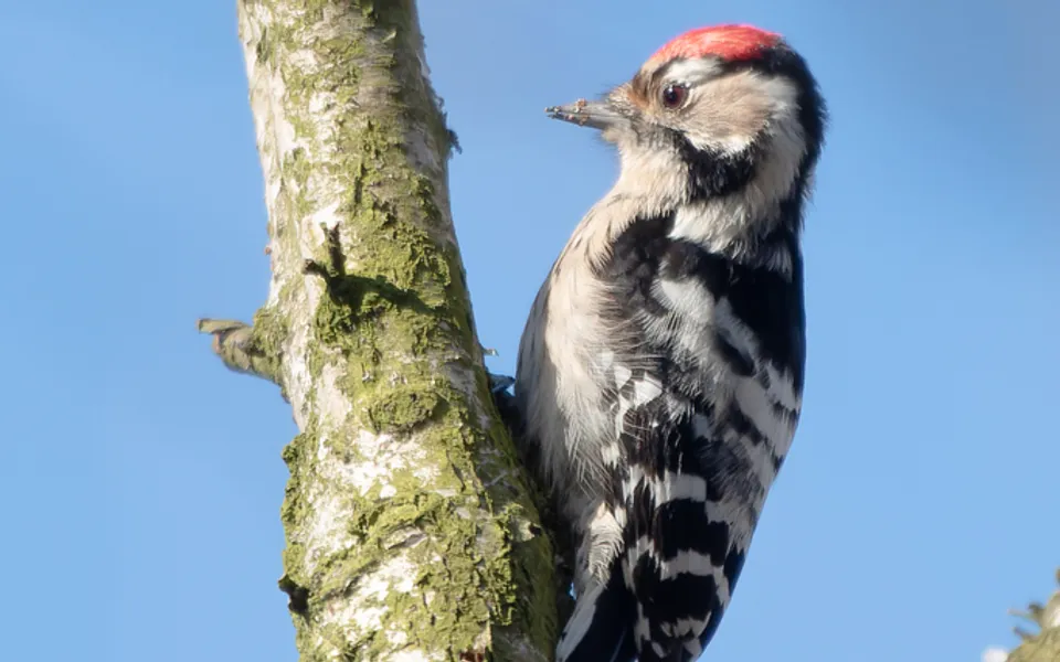 Lesser Spotted Woodpecker (Dryobates minor) — photo 3 of 4