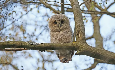 Tawny Owl