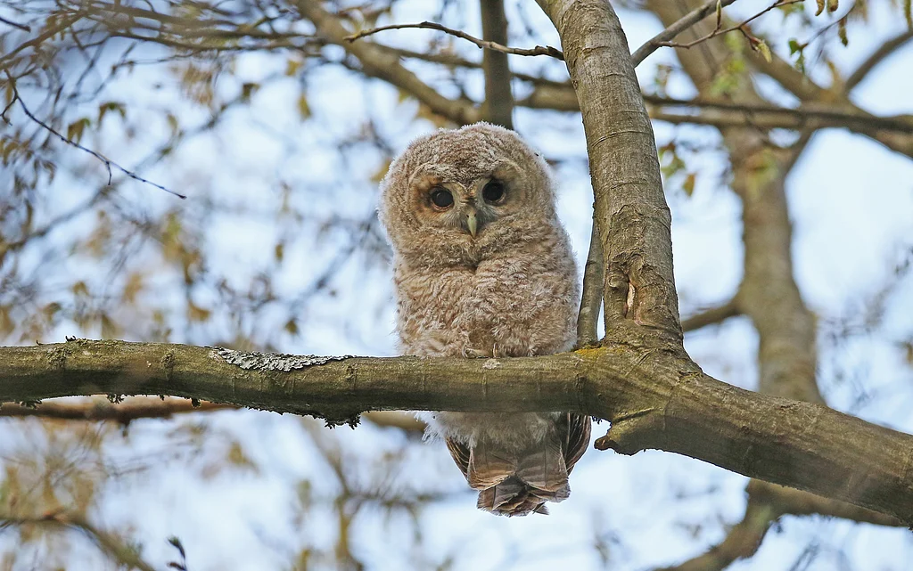 Tawny Owl