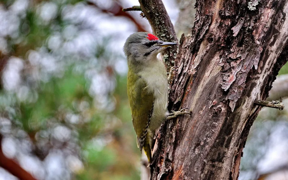 Gray-headed Woodpecker (Picus canus) — photo 4 of 5