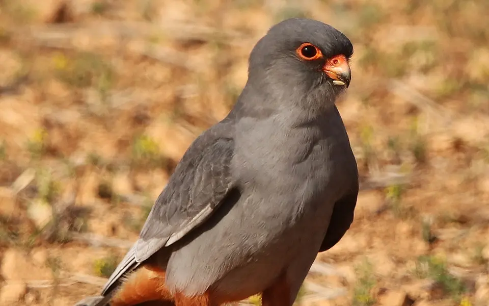 Red-footed Falcon (Falco vespertinus) — photo 4 of 4